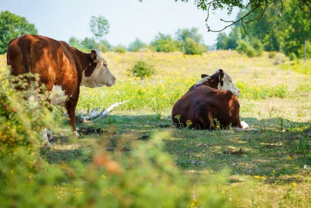 fot. freepik