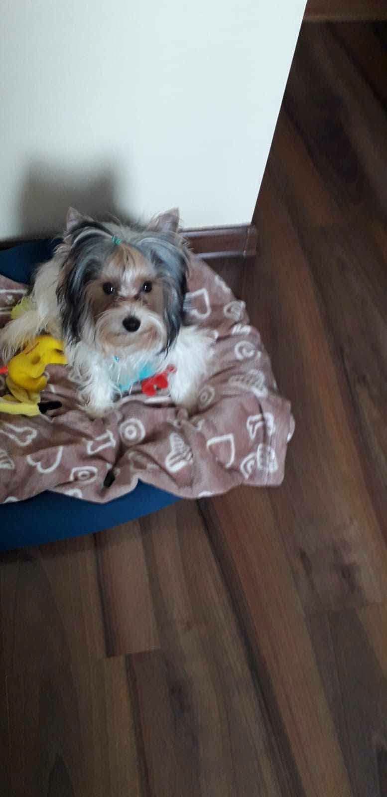 Uciekł po wybuchu gazu w bloku. Rodzina szuka ukochanego pieska