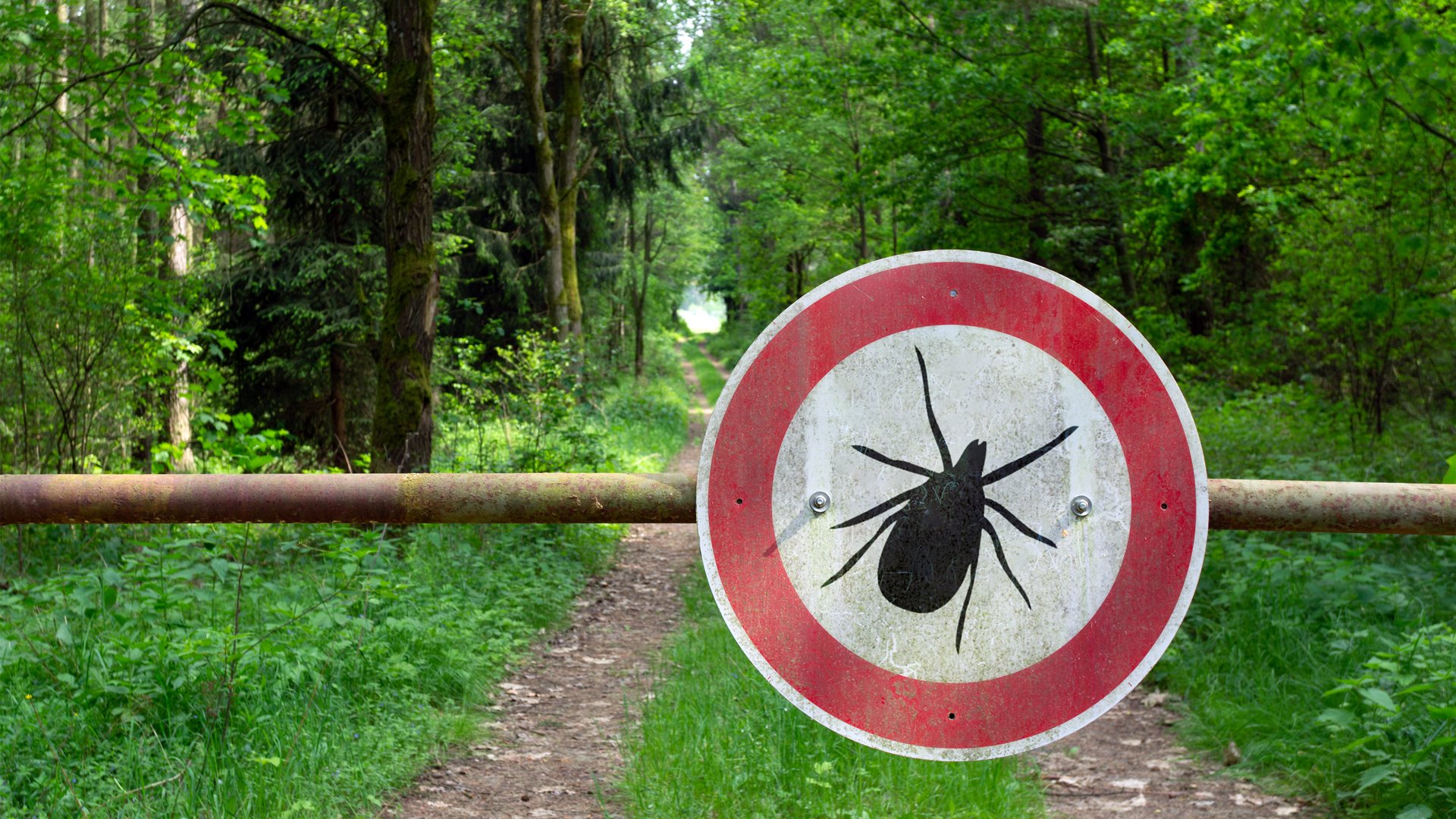 UWAGA! Podlaskie na pierwszym miejscu pod względem zachorowań na kleszczowe zapalenie mózgu