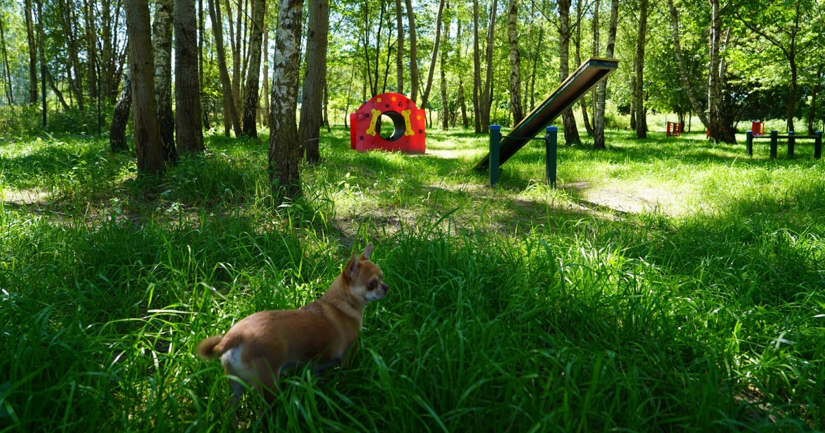 W Katowicach przybędzie wybiegów dla psów! Kolejne powstaną w dwóch dzielnicach