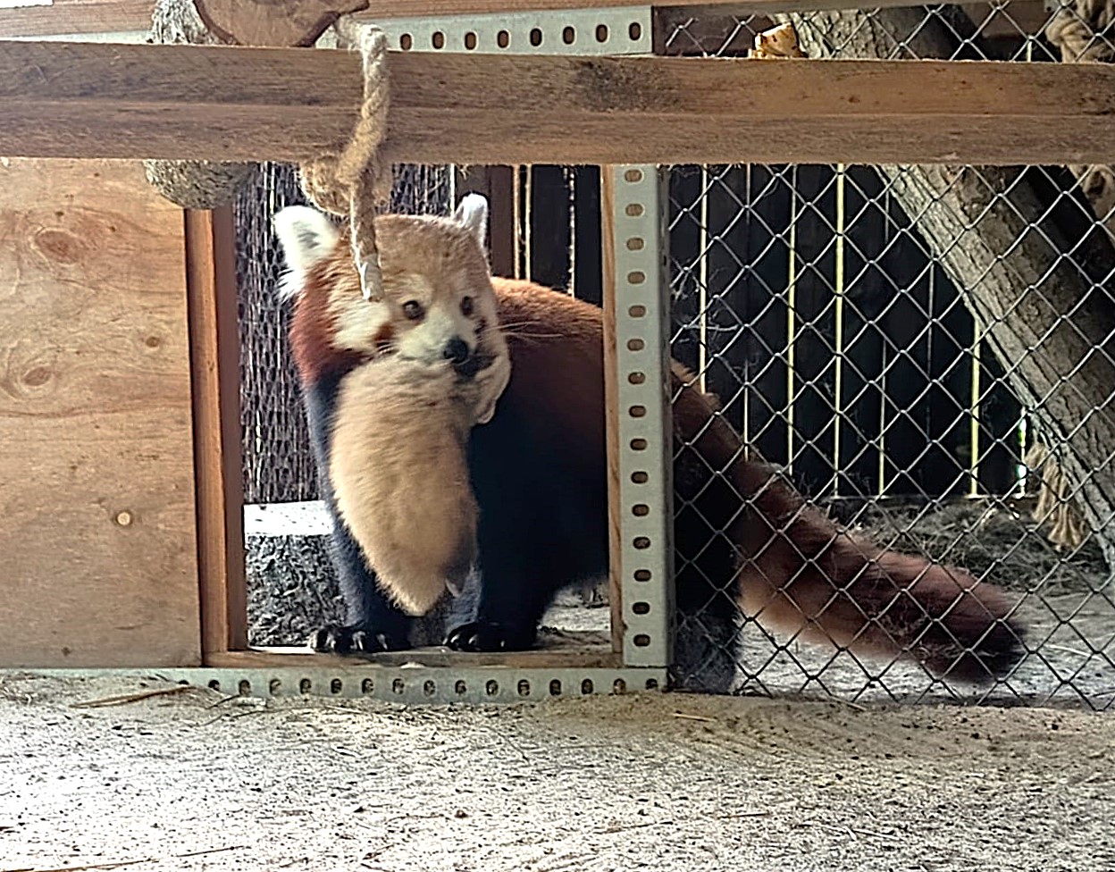 W poznańskim Zoo pojawili się nowi mieszkańcy