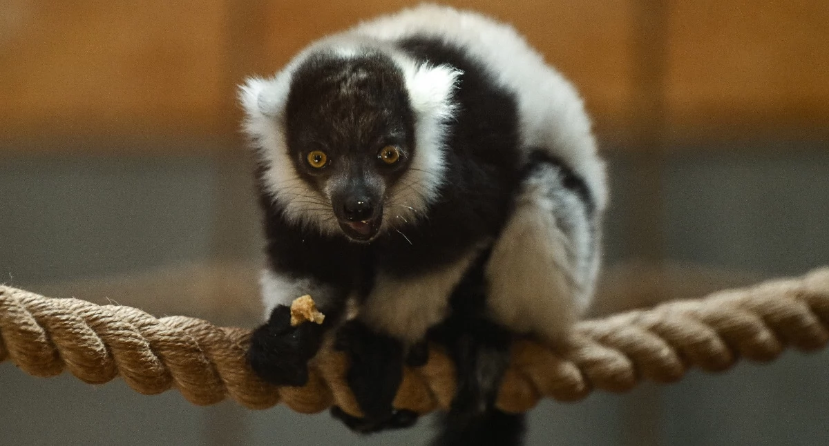 W zoo w Gdańsku przyszły na świat lemury zagrożone wyginięciem