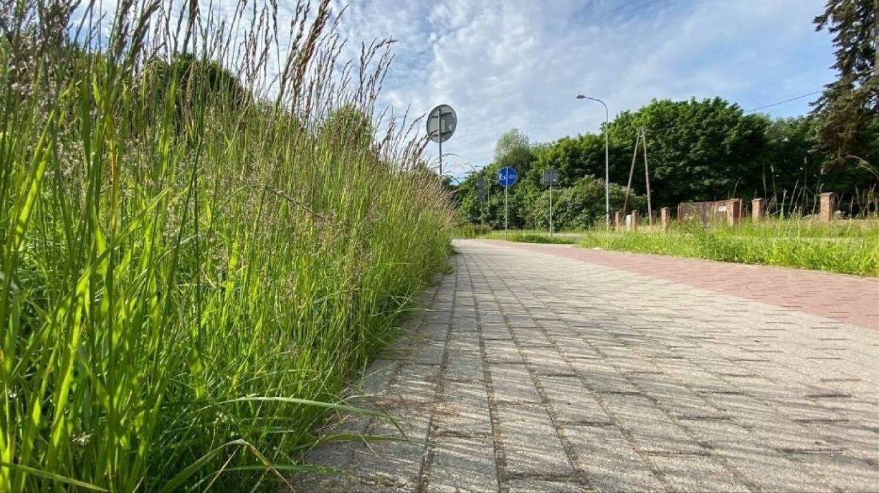 Warszawa reaguje na upały. Koszenie trawników zostało wstrzymane
