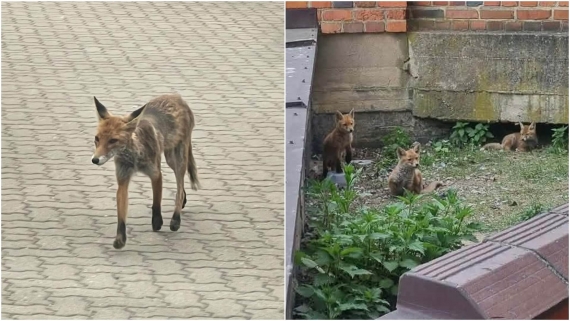 Lisy z ul. Kościelnej w Białymstoku, fot. Słuchacz