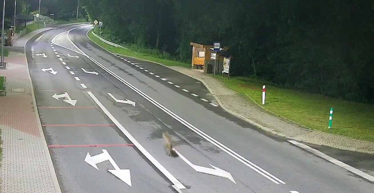 Wilk w gminie Żegocina. Zwierzę na pustej drodze wojewódzkiej nr 965 uchwyciły kamery