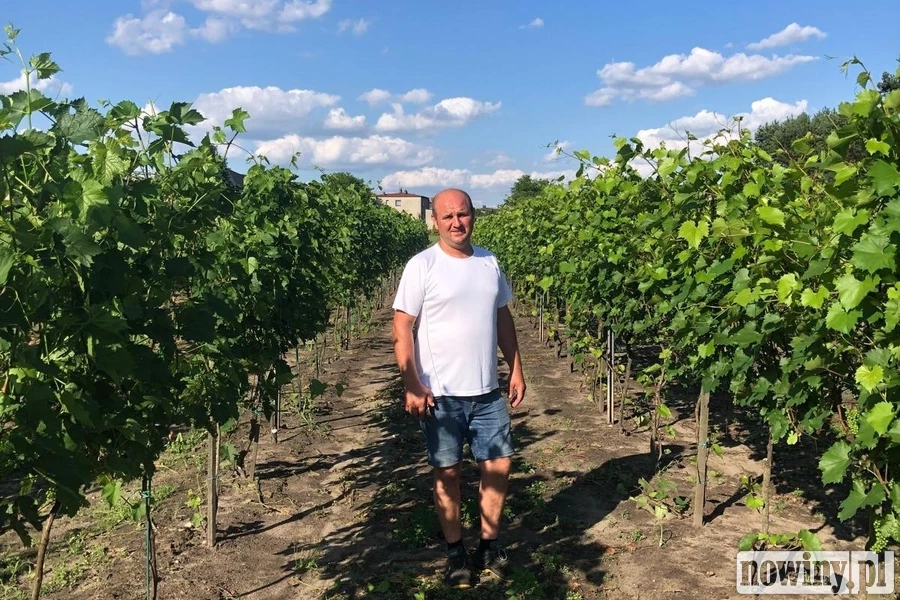 Winiarstwo odradza się na Śląsku. Poznaj winnice z Gołkowic, Jastrzębia-Zdroju, Szczejkowic i Bełsznicy