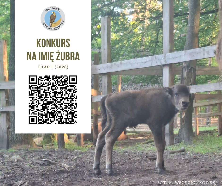 Woliński Park Narodowy ogłasza konkurs na imię dla żubra
