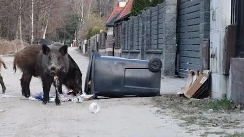 Niebezpieczne spotkania w stolicy. Dlaczego nie można dokarmiać dzików