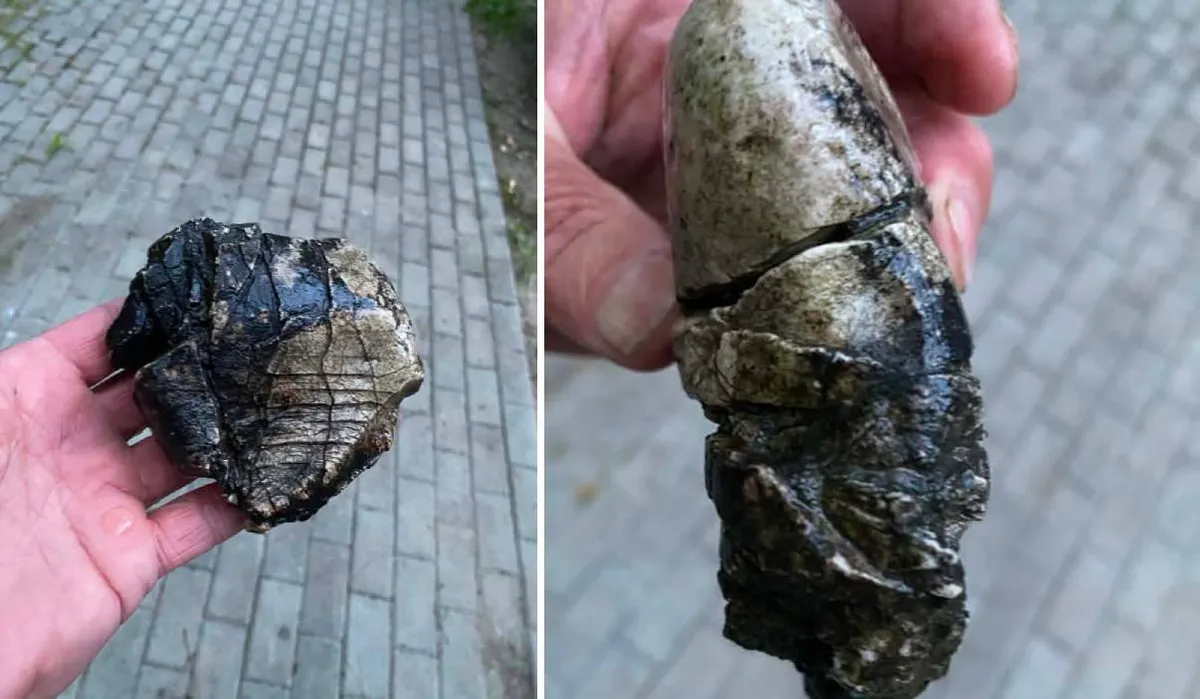 Zagadkowe znalezisko w Mogilanach. To fragment zęba mamuta?