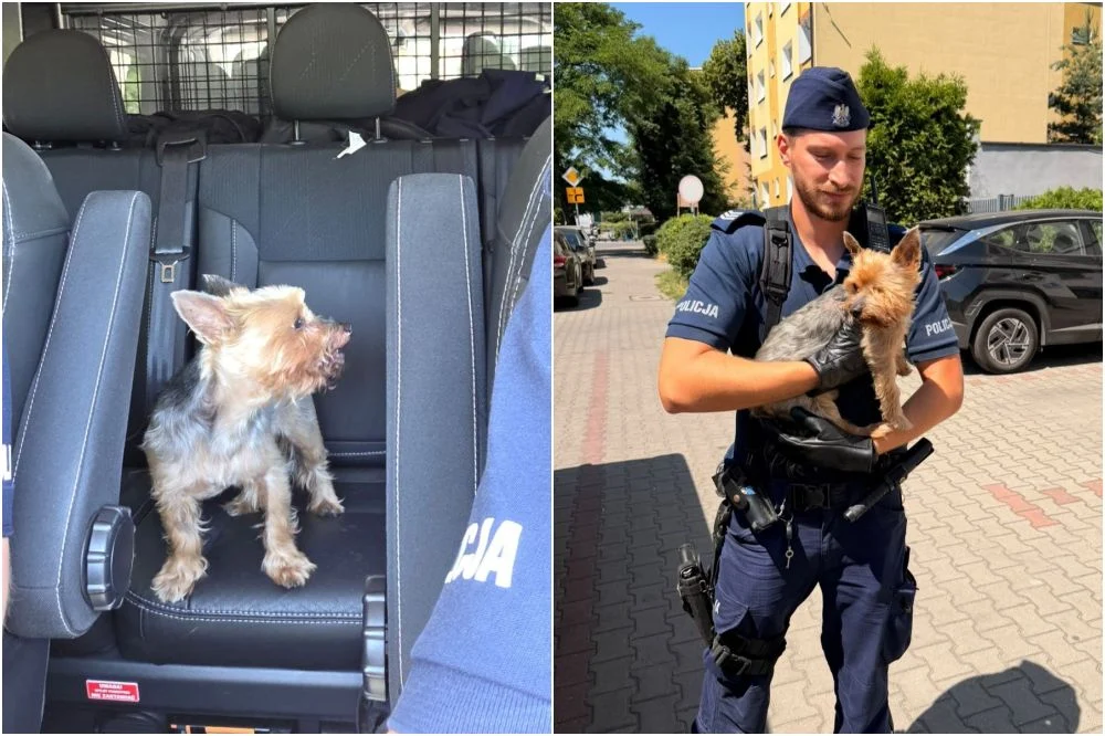 Zagubiony york błąkał się w 35-stopniowym upale. Pomogli policjanci