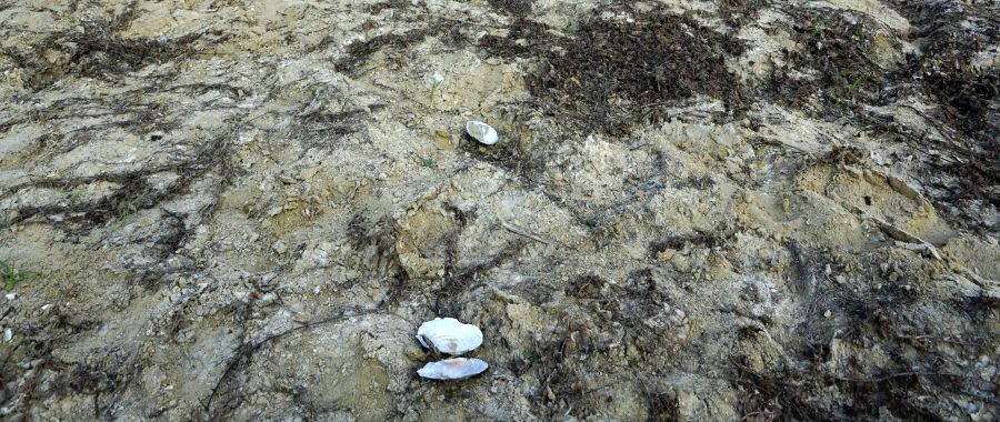 Zalew Sulejowski się kurczy!: Pogłębiająca się susza hydrologiczna powoduje, że linia brzegowa