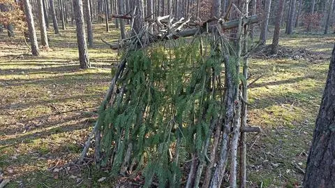 Pościnał wierzchołki młodych sosen na szałas