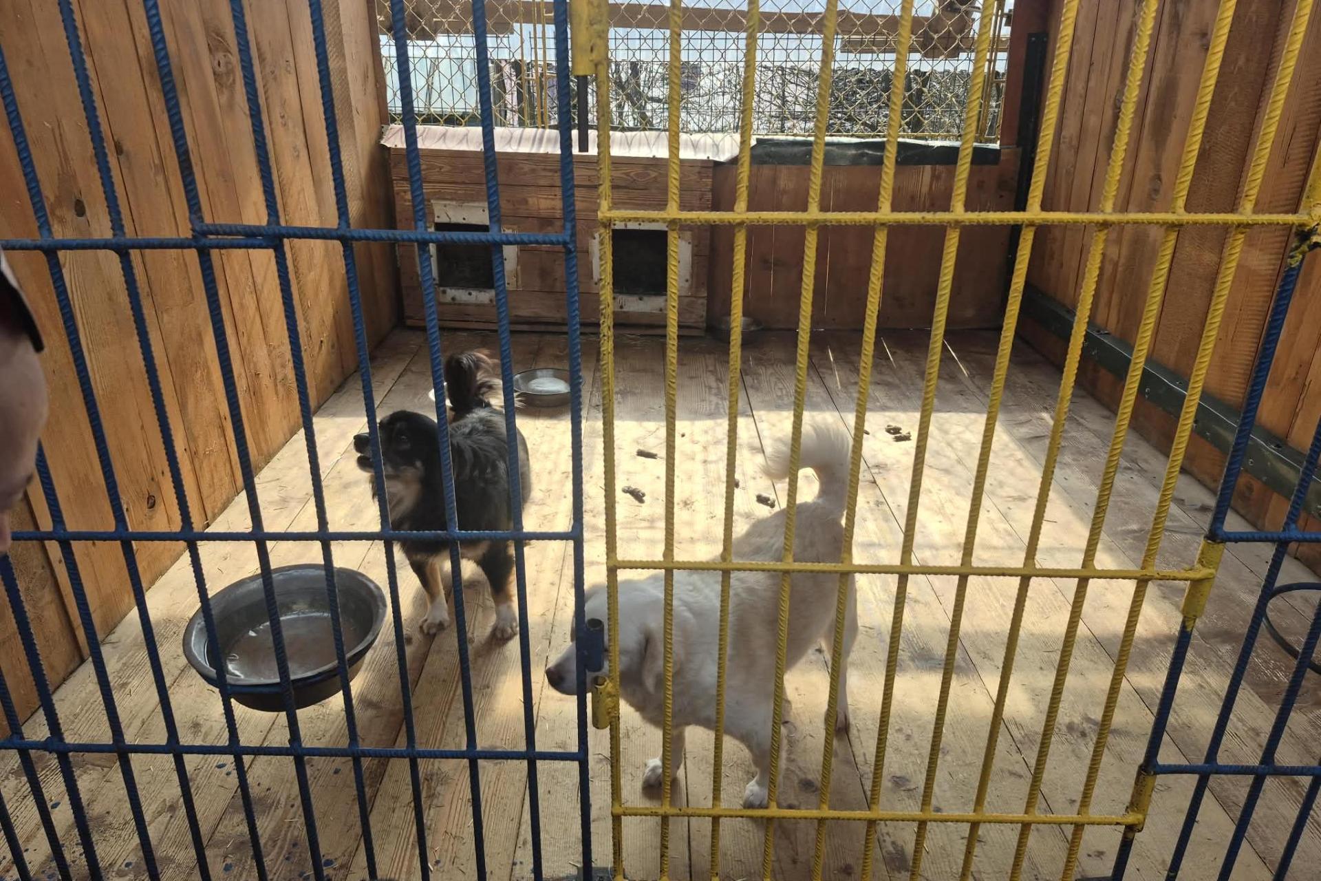 Zaskakujący zwrot w sprawie schroniska w Nowym Targu. Placówka nadal działa