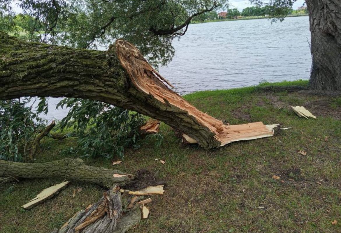 Złamał się konar wierzby nad Zalewem Arkadia