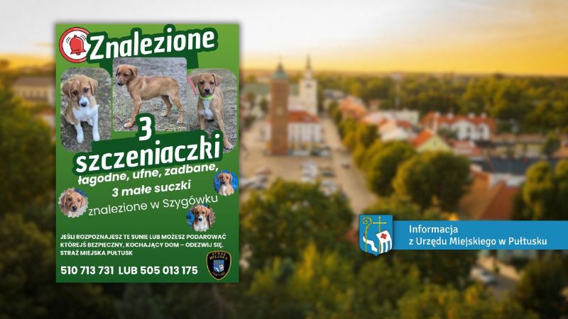 Znaleziono trzy szczenięta w Szygówku – szukamy właściciela lub nowych domów