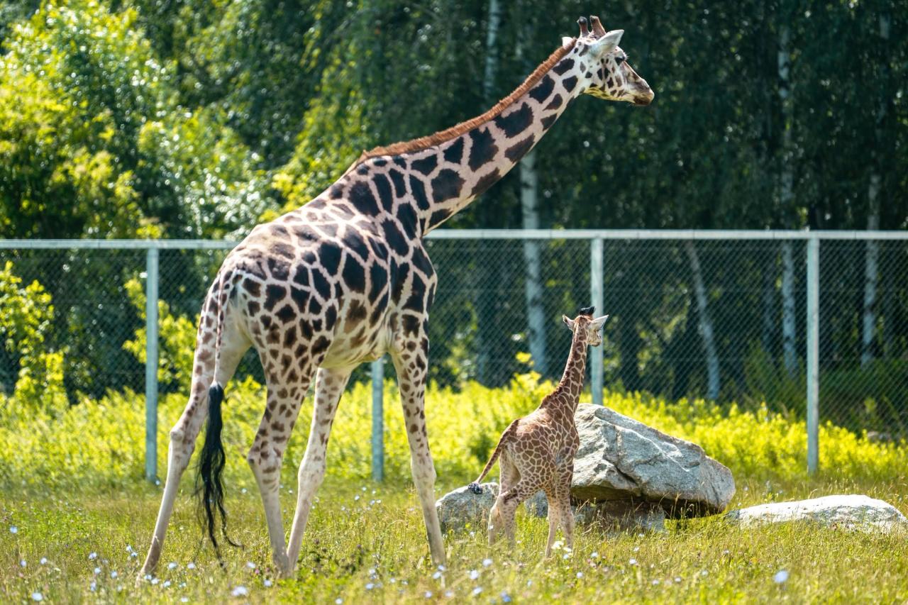 Zoo w Poznaniu ponownie dołączyło do Światowej Organizacji Ogrodów Zoologicznych i Akwariów
