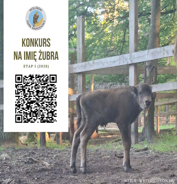 Zostań Patronem żubra w Wolińskim Parku Narodowym