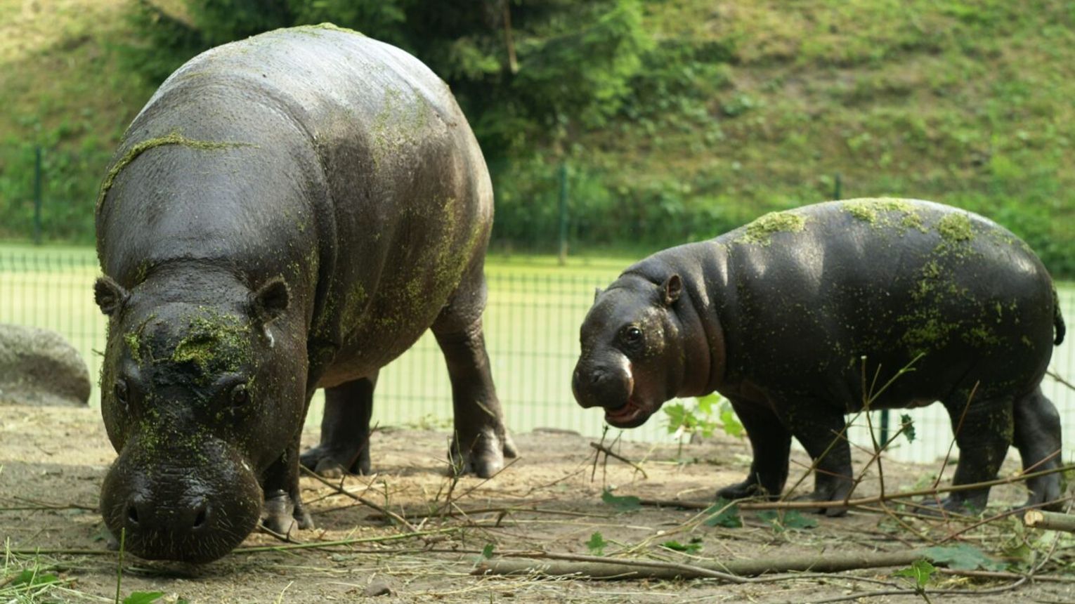 Zwiedź gdańskie zoo z przewodnikiem. Wraca wakacyjna oferta