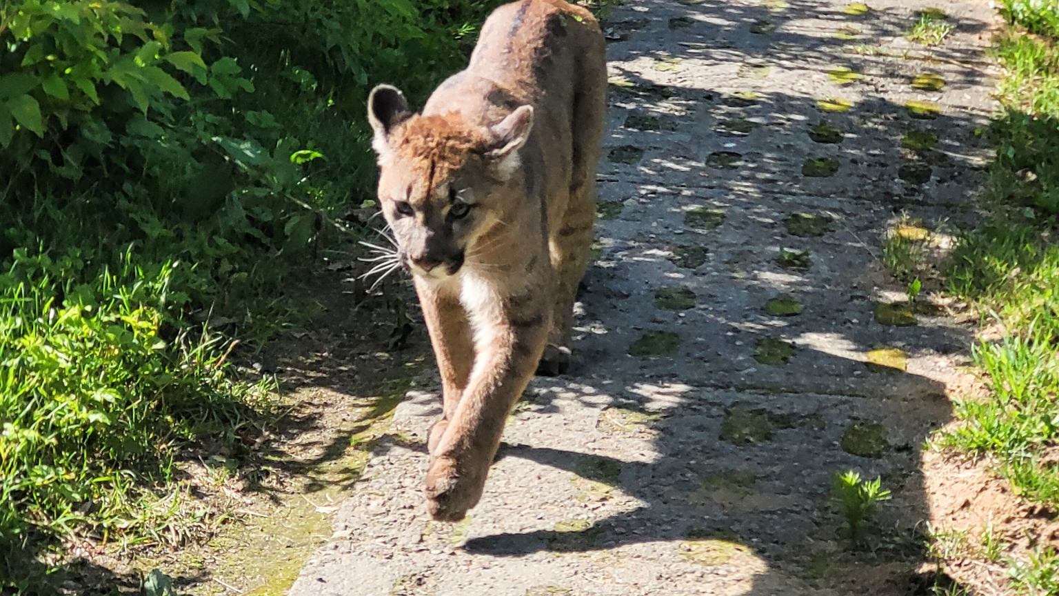 Puma wciąż grasuje po zachodniopomorskiej gminie. Mieszkańcy się boją