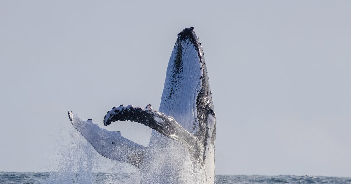 Wieloryb Timmy walczy o życie na Bałtyku. Po raz kolejny osiadł na mieliźnie