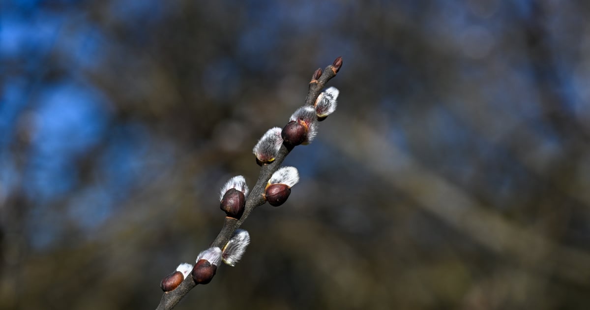 Wiosna czy powrót zimy? Marzec zaskoczy temperaturą i brakiem deszczu